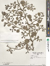 Trianthema portulacastrum image