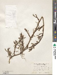 Sesuvium portulacastrum image