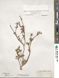 Sesuvium portulacastrum image