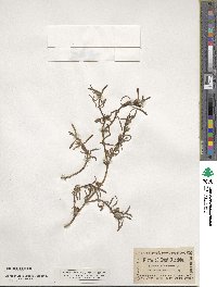 Sesuvium portulacastrum image