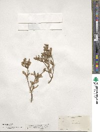 Sesuvium portulacastrum image