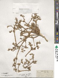 Sesuvium portulacastrum image