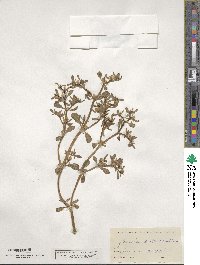 Sesuvium portulacastrum image