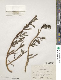 Sesuvium portulacastrum image