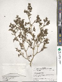 Sesuvium portulacastrum image