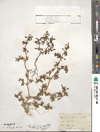 Sesuvium portulacastrum image