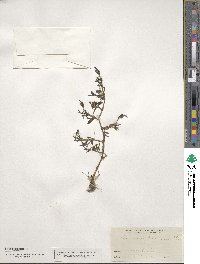 Sesuvium portulacastrum image