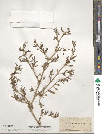 Sesuvium portulacastrum image