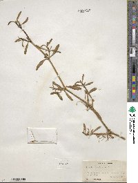 Sesuvium portulacastrum image