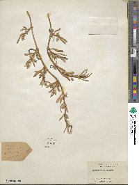 Sesuvium portulacastrum image