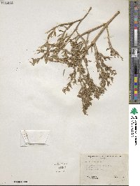 Sesuvium portulacastrum image