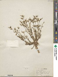 Sesuvium portulacastrum image