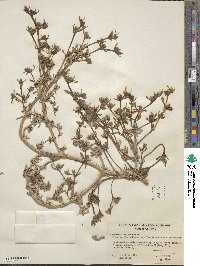 Sesuvium verrucosum image