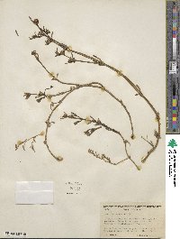 Sesuvium verrucosum image