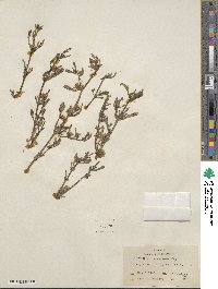 Sesuvium verrucosum image