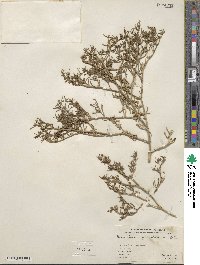 Sesuvium portulacastrum image