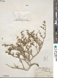 Sesuvium portulacastrum image