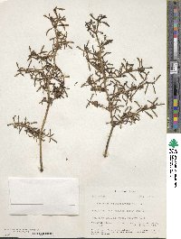 Sesuvium portulacastrum image