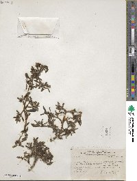 Sesuvium portulacastrum image