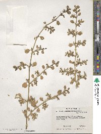 Sesuvium portulacastrum image