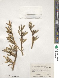 Sesuvium portulacastrum image