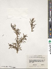 Sesuvium portulacastrum image