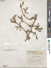 Sesuvium portulacastrum image