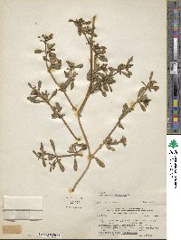 Sesuvium portulacastrum image