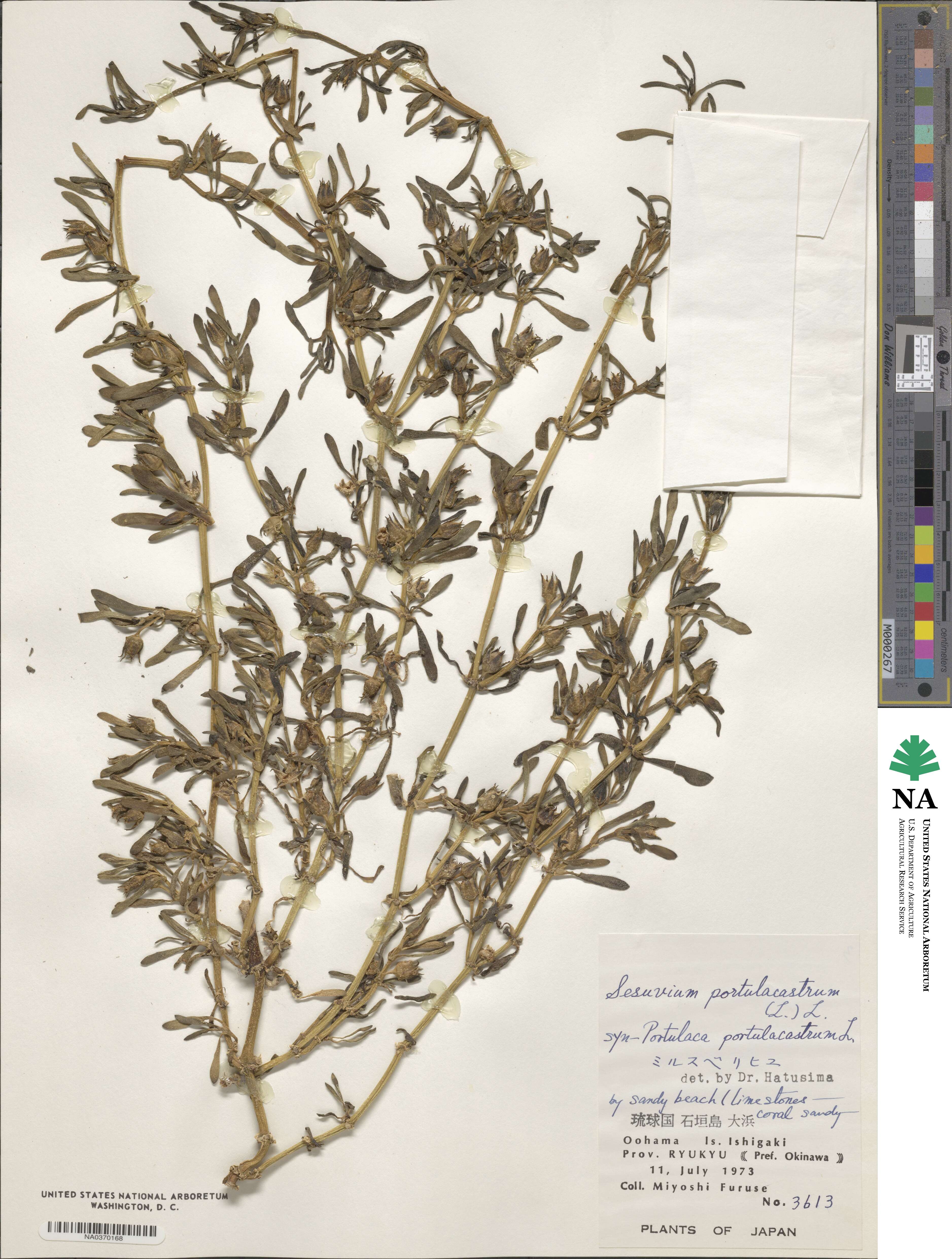 Aizoaceae image