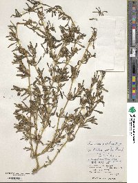 Sesuvium portulacastrum image