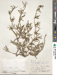 Sesuvium portulacastrum image