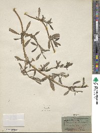 Sesuvium portulacastrum image