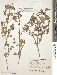 Trianthema portulacastrum image