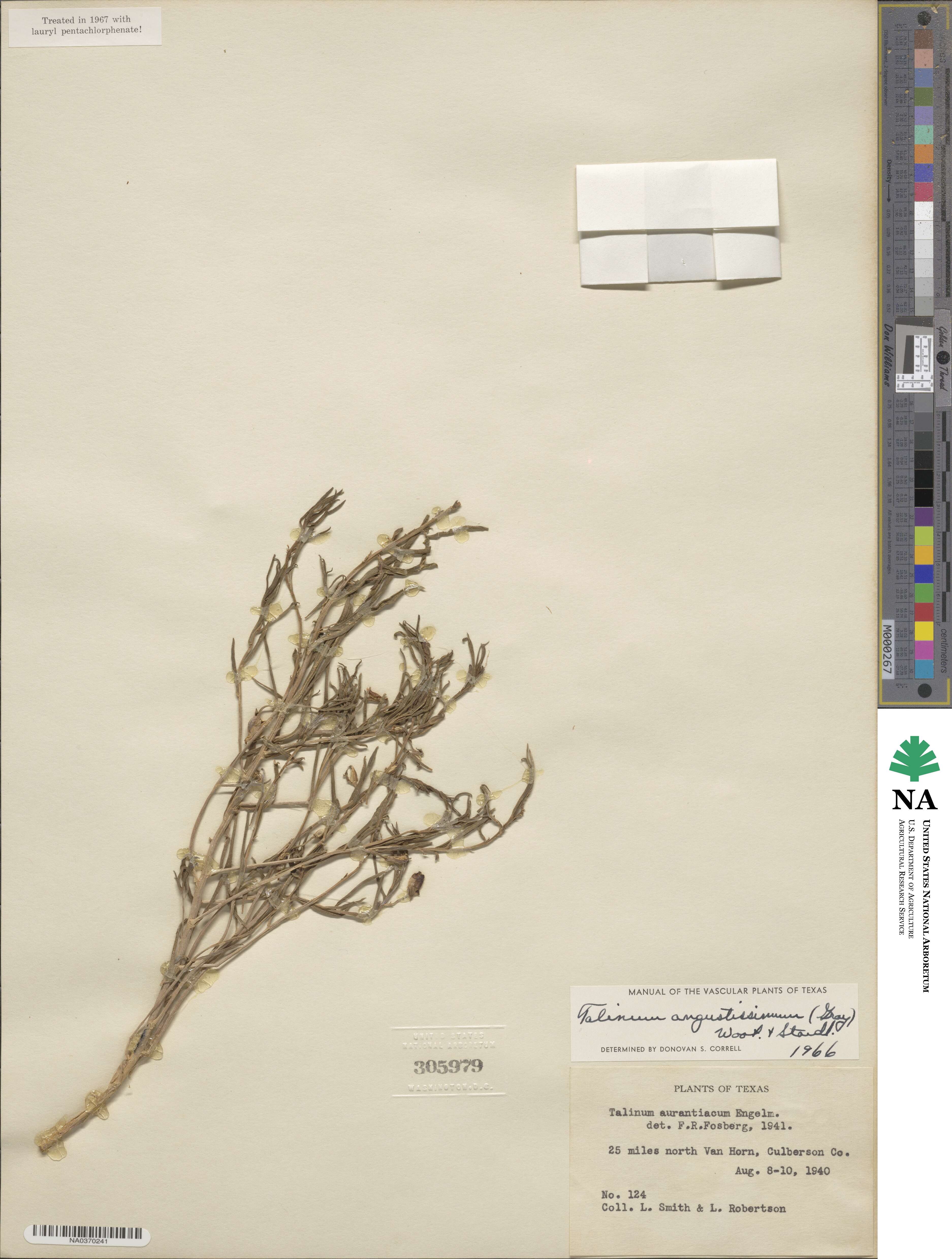 Phemeranthus aurantiacus image