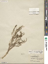 Phemeranthus aurantiacus image