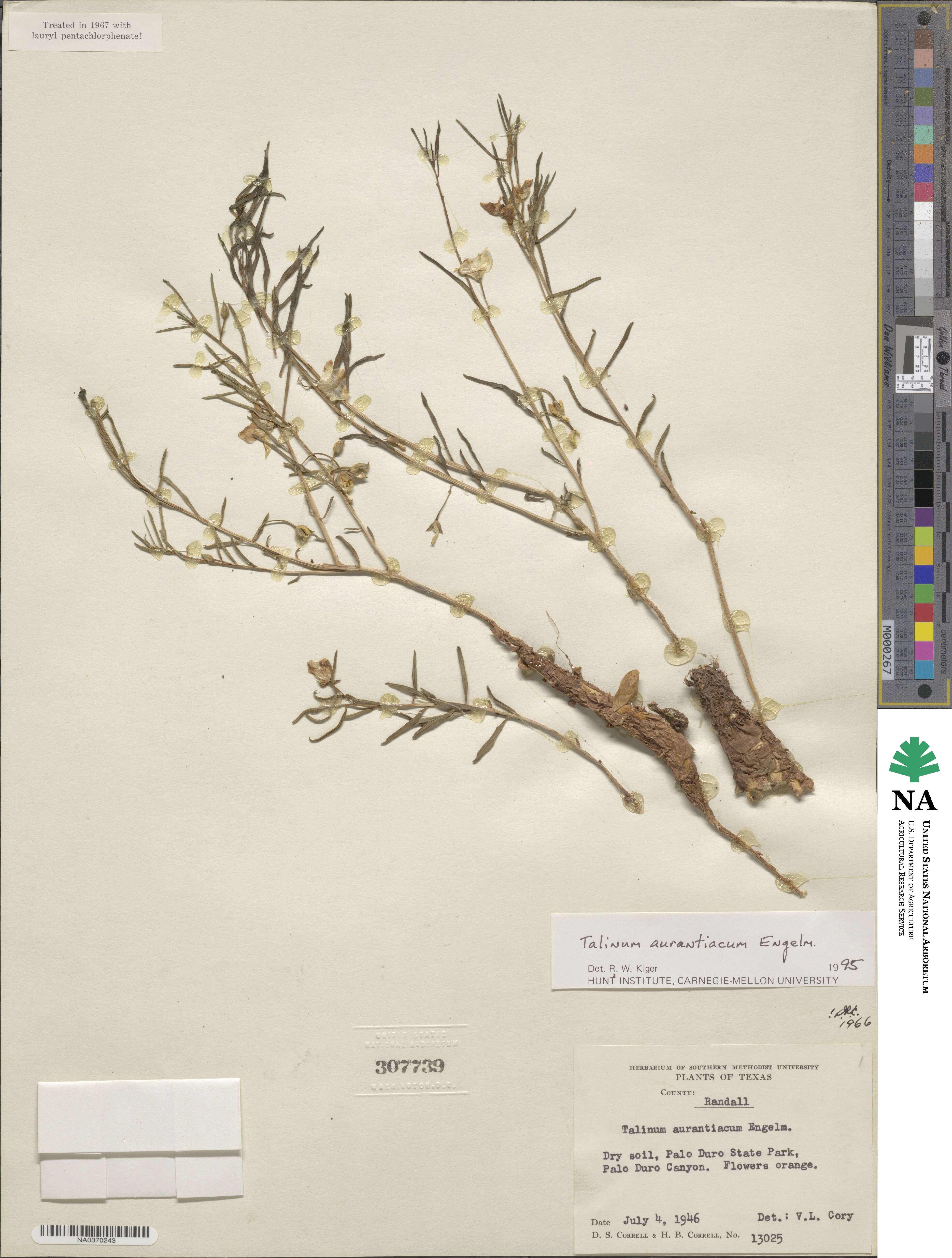Phemeranthus aurantiacus image