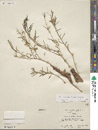 Phemeranthus aurantiacus image