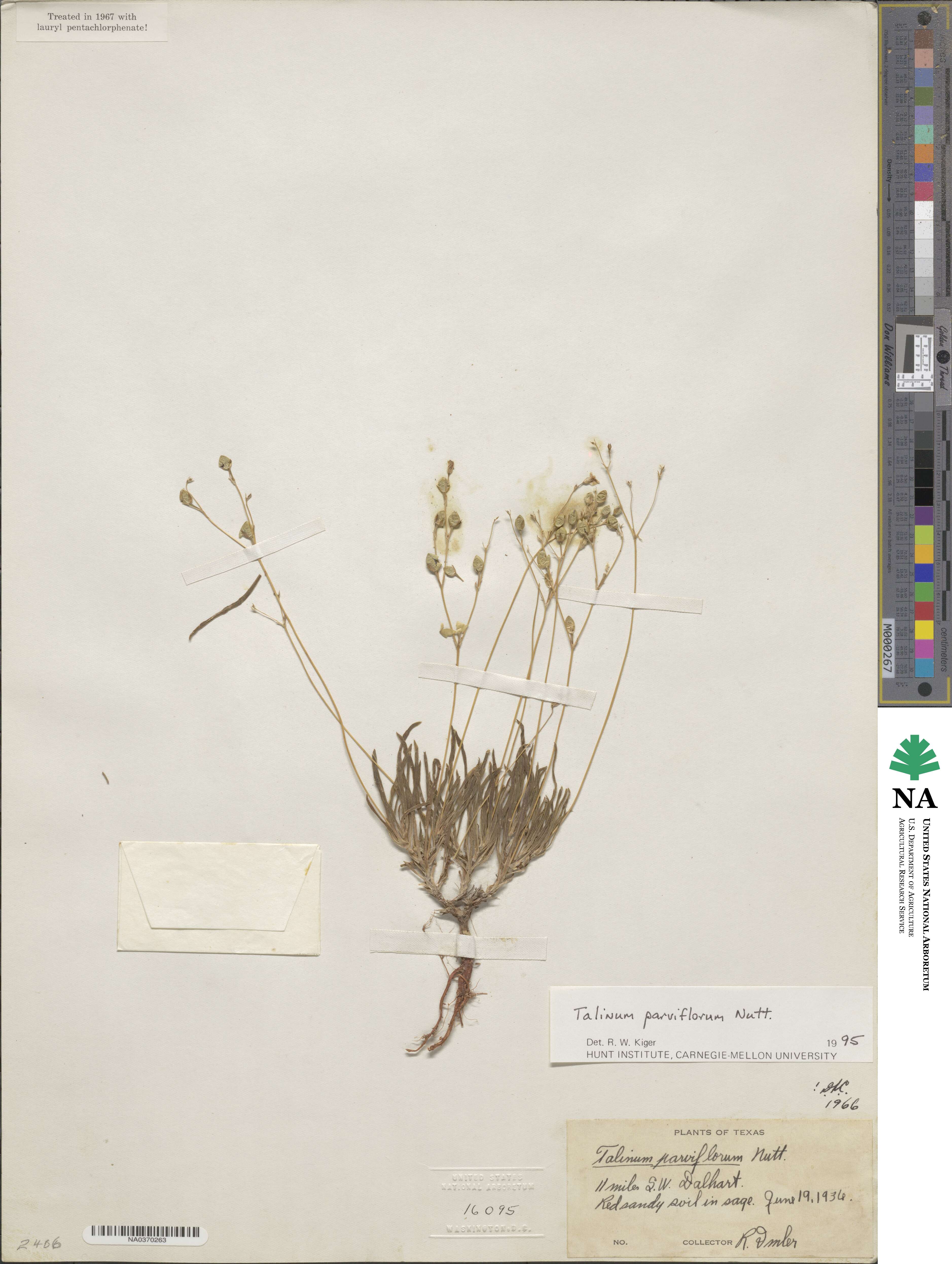 Phemeranthus parviflorus image