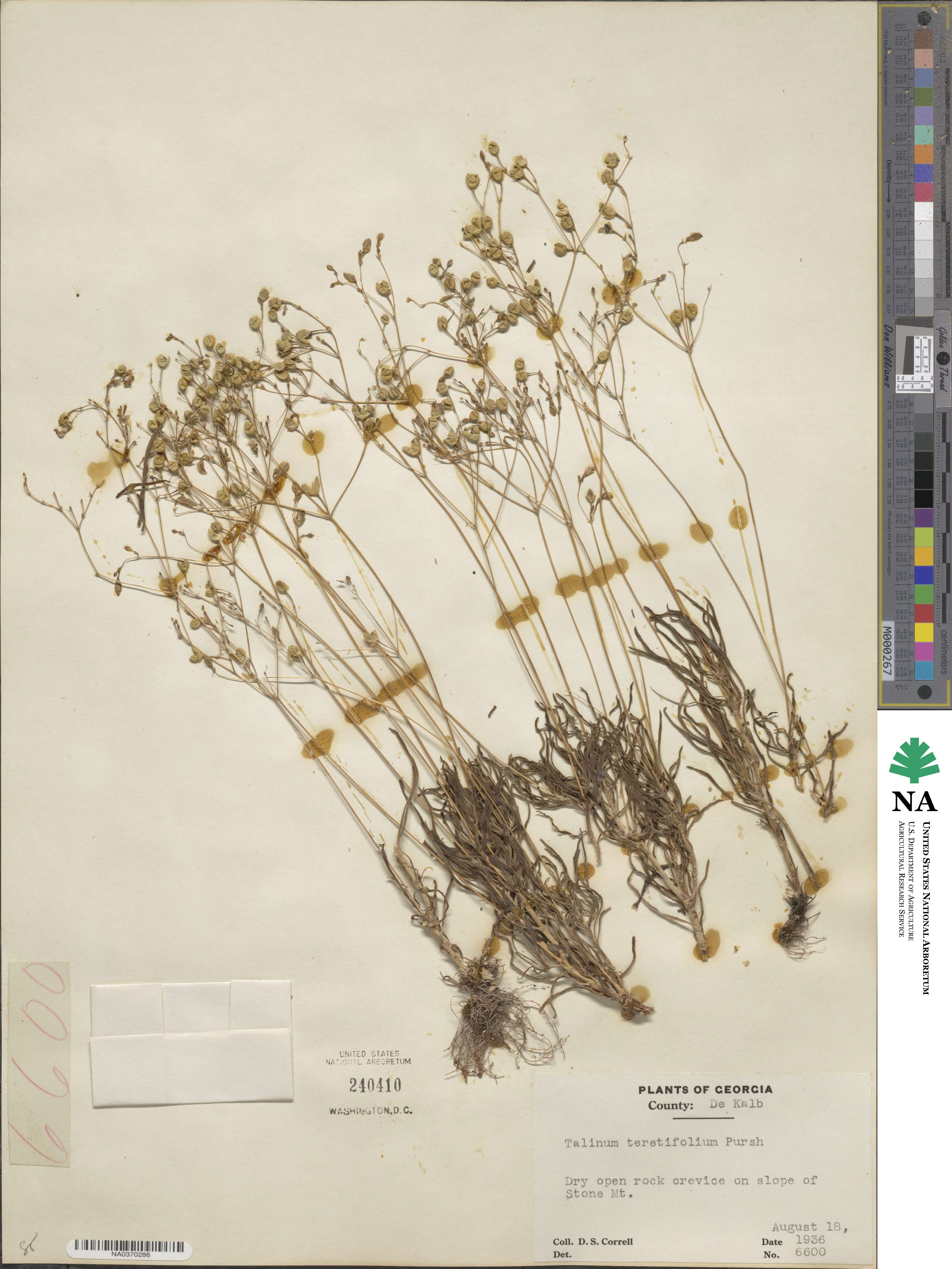 Phemeranthus teretifolius image