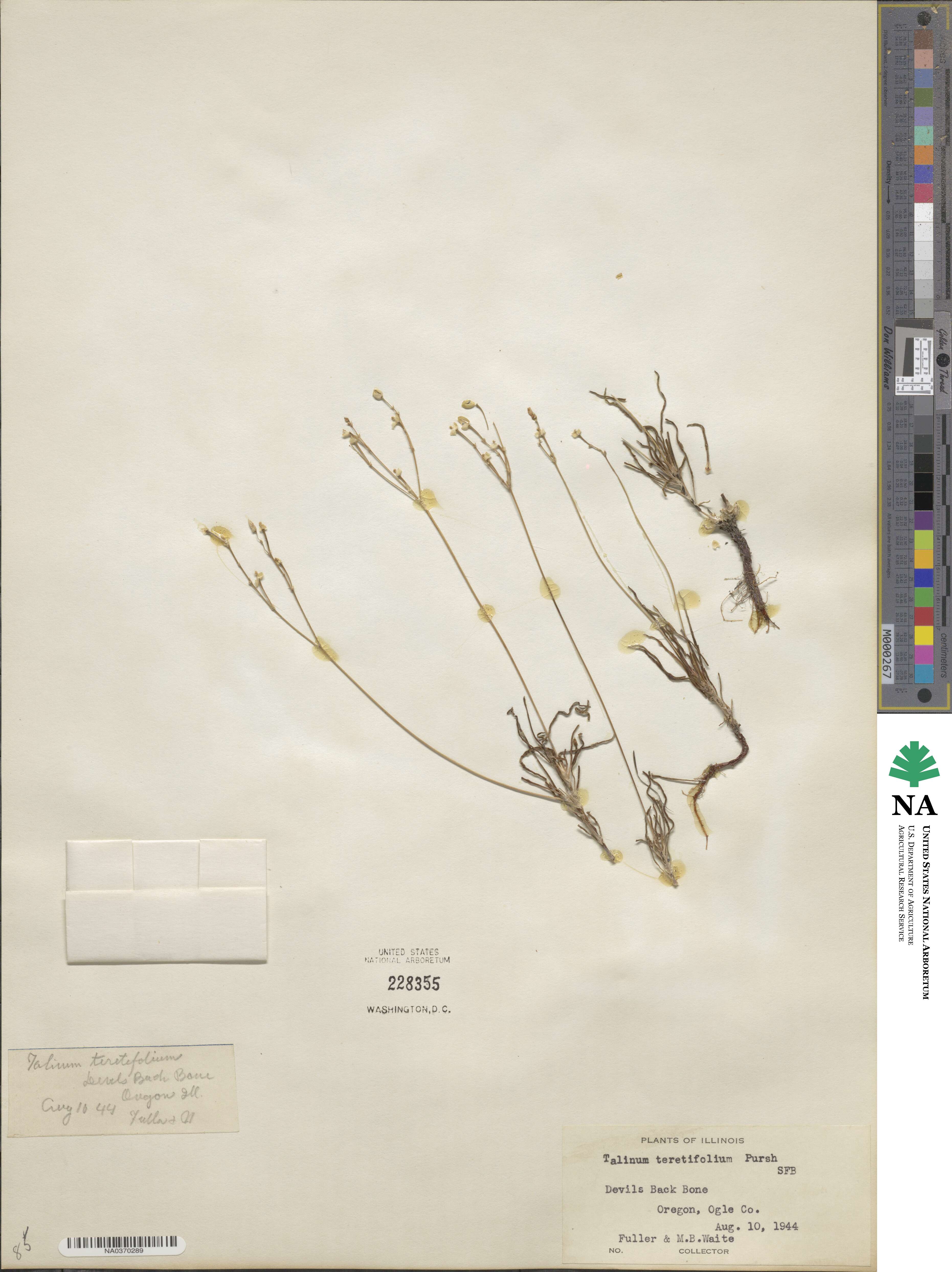 Phemeranthus teretifolius image