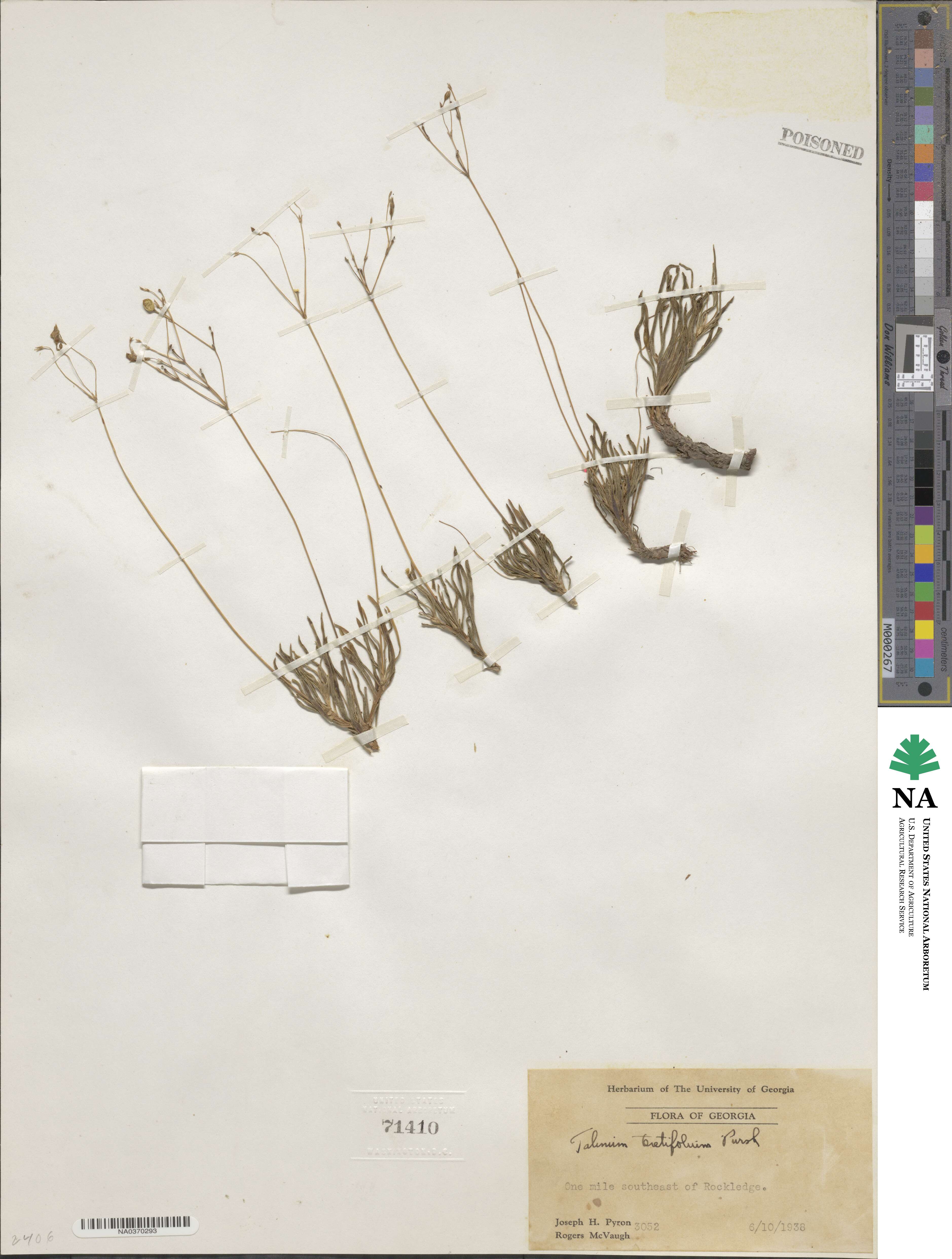 Phemeranthus teretifolius image