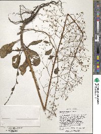 Talinum paniculatum image