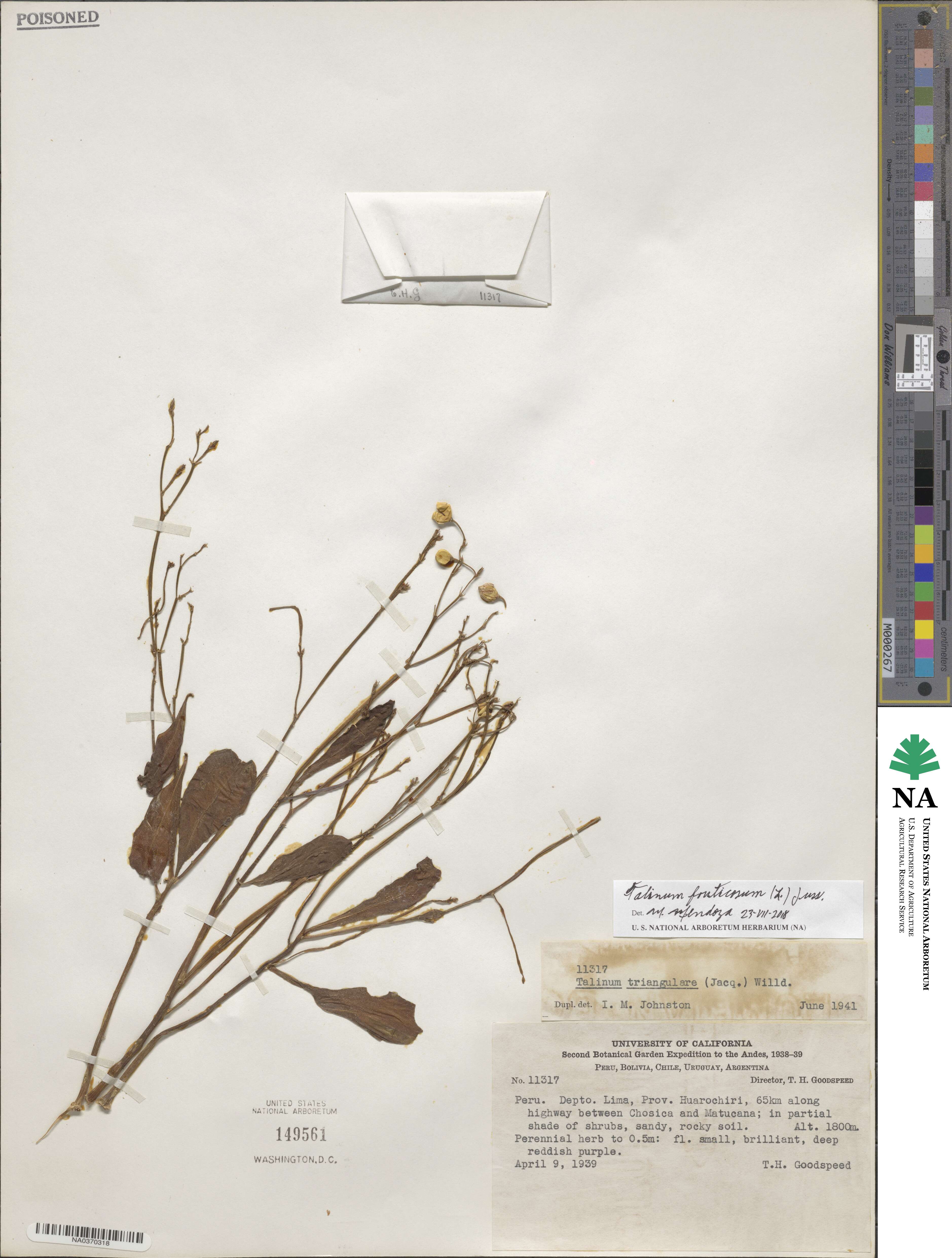 Talinum fruticosum image