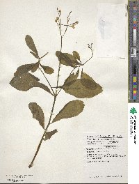 Talinum fruticosum image