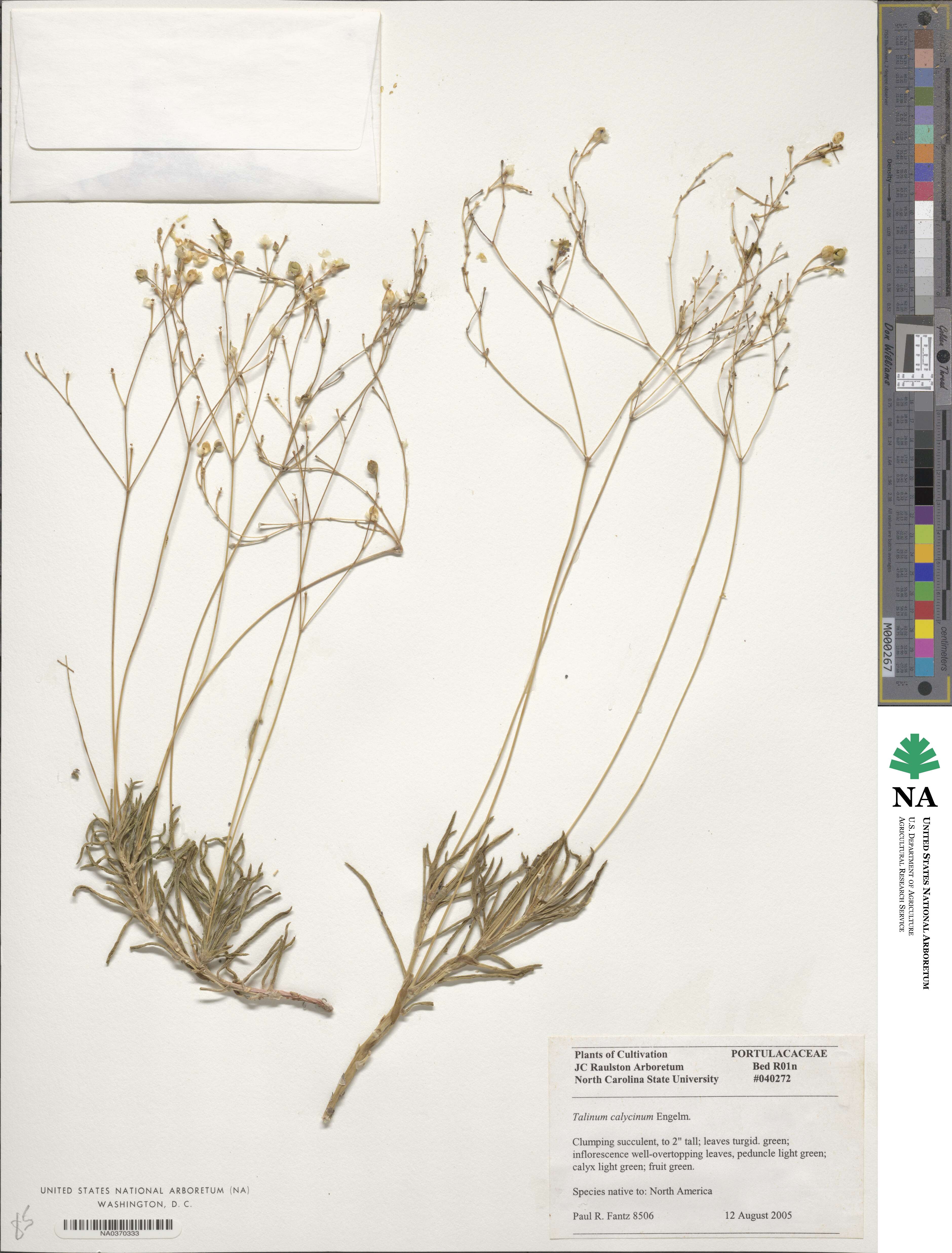 Phemeranthus calycinus image