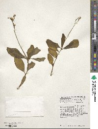 Talinum fruticosum image