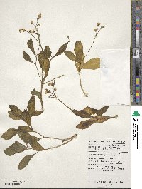 Talinum fruticosum image