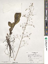 Talinum paniculatum image