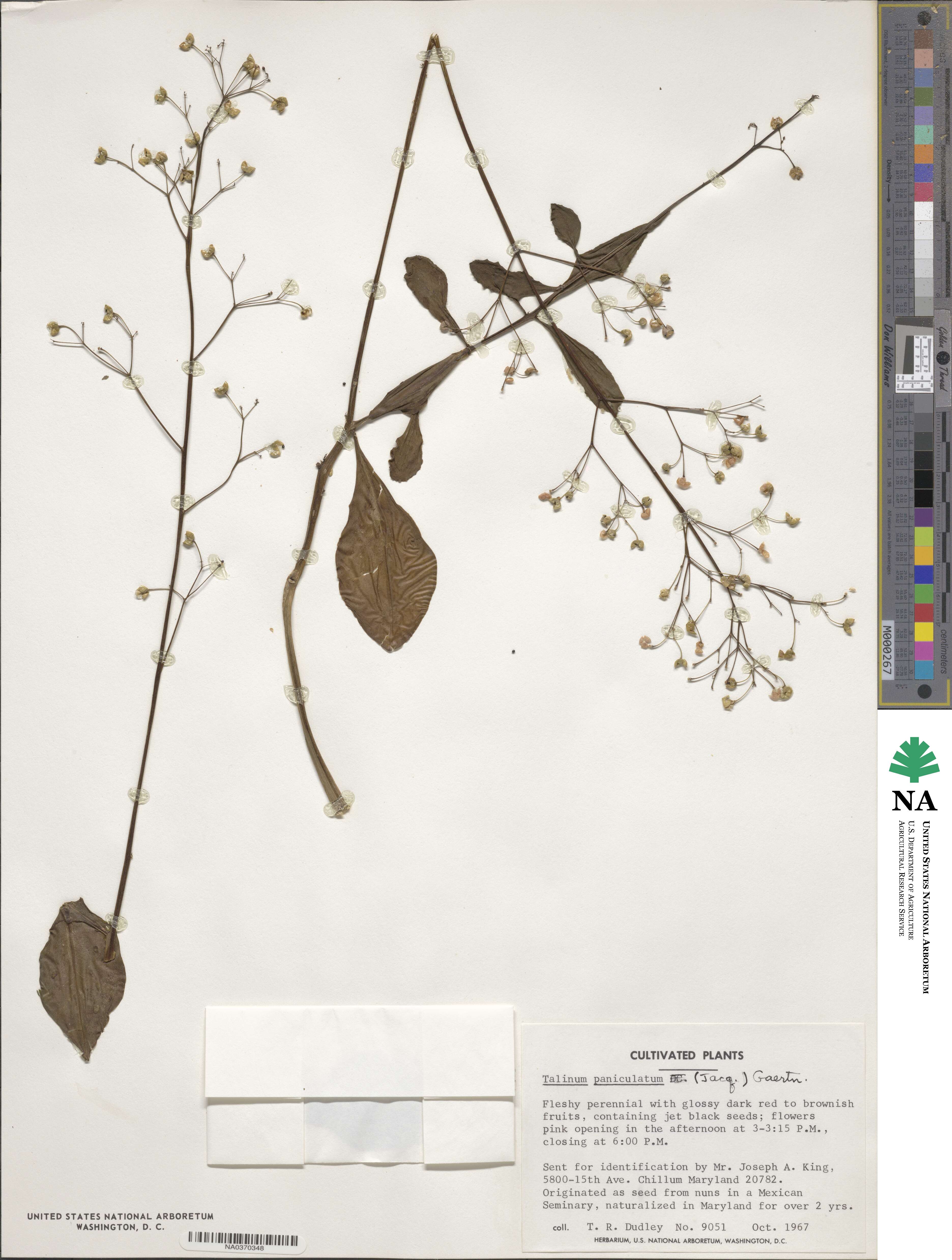 Talinum image