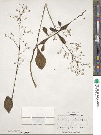 Talinum paniculatum image